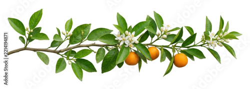 A branch of an orange tree with ripe fruits and white blossoms.