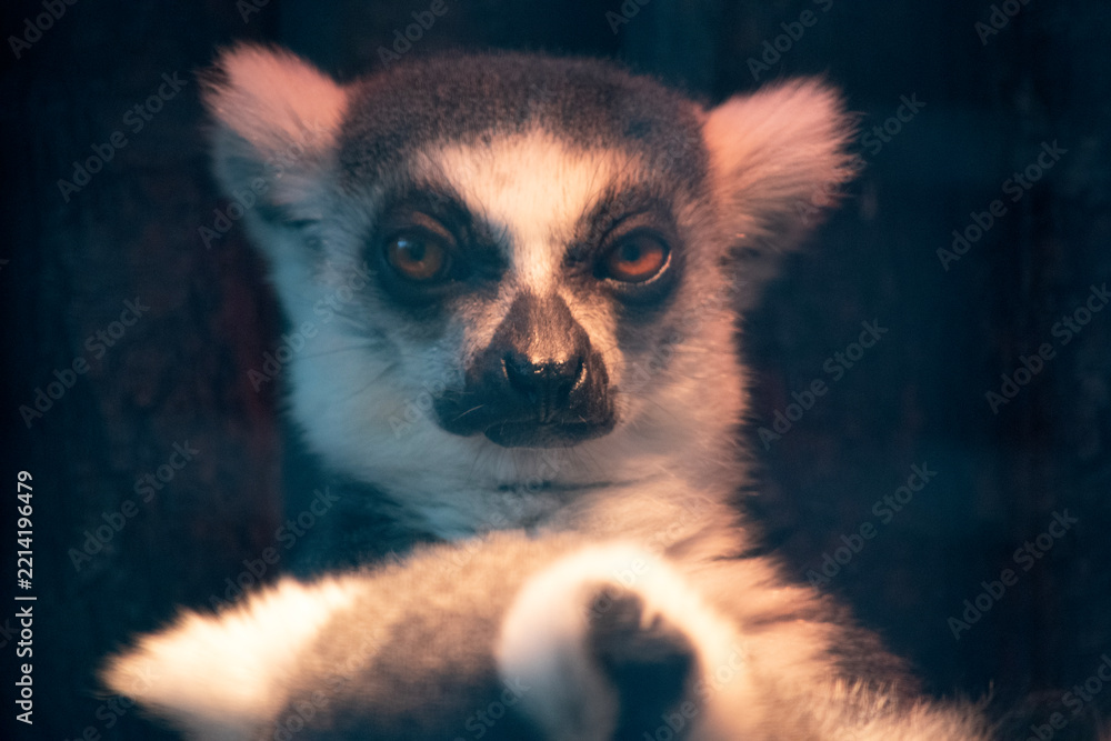 Fototapeta premium The Ring tailed lemur backs is grey with grey limbs and dark grey heads and necks. They have long striped tails. Their faces are white with dark triangular eye patches and a black nose.