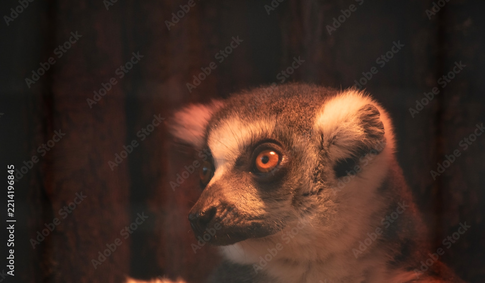 Fototapeta premium this is a close up of a ring tailed lemur