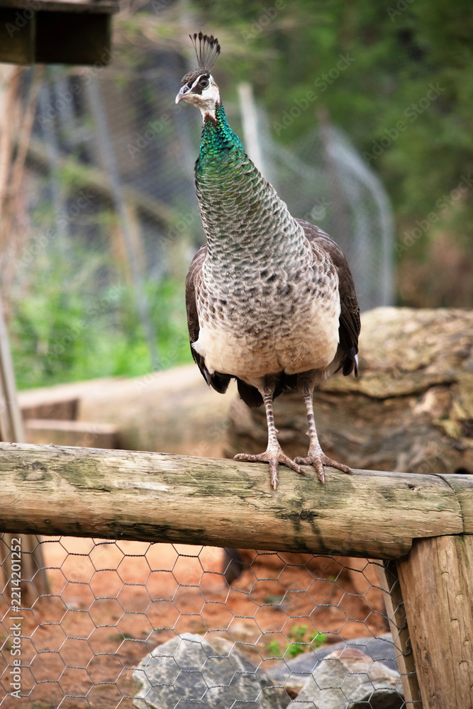 Fototapeta premium the peahen is standing on a fence