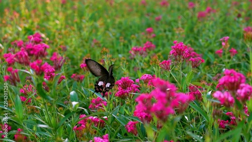 Slow motion video of a butterfly fluttering its wings while resting on a flower, capturing delicate beauty and peaceful wildlife in nature.