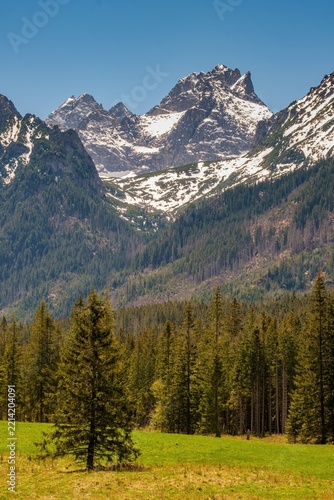Stunning spring scenery of Tatra National Park in Slovakia. Majestic snowy rock mountains rising above green coniferous forest and fresh alpine meadow under bright blue sky in Bielovodska valley.