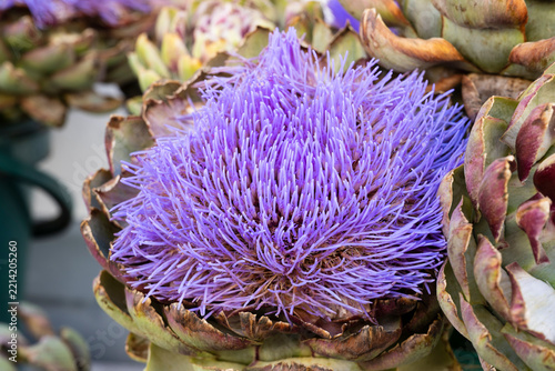 Artischocke (Cynara cardunculus), Blüte und Frucht, Bauernmarkt, Nordrhein-Westfalen, Deutschland