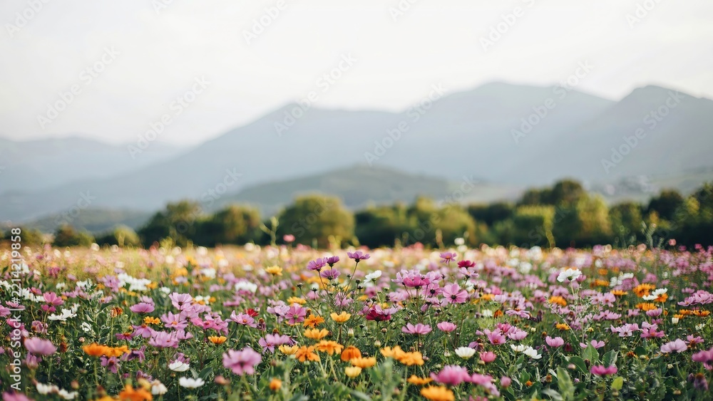 Fototapeta premium A wide field of colorful wildflowers in pink, orange, and white blooming under a soft sky with blurred mountains in the distance