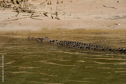 Crocodile in the water