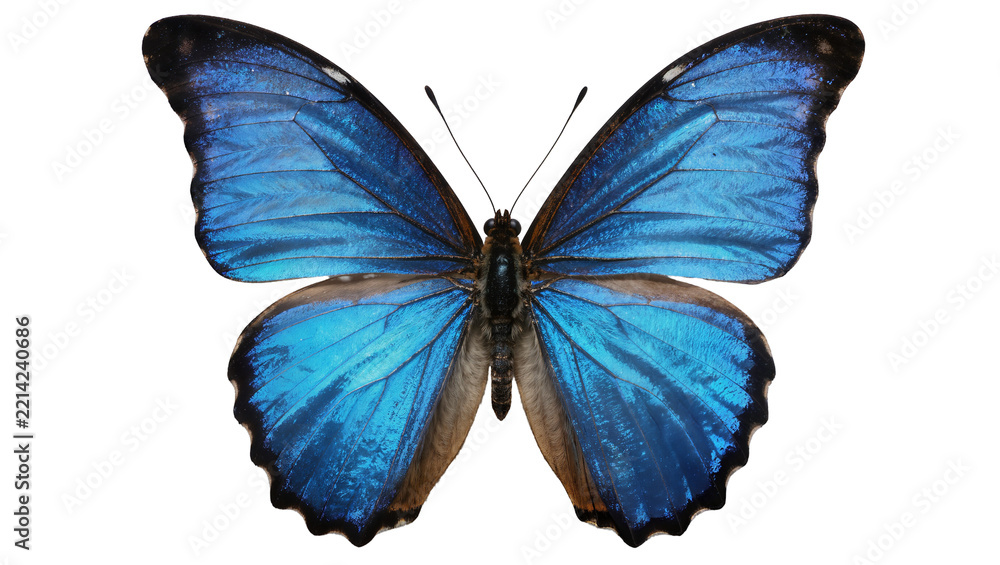 Naklejka premium Vibrant blue morpho butterfly with intricate wing patterns, isolated on transparent background