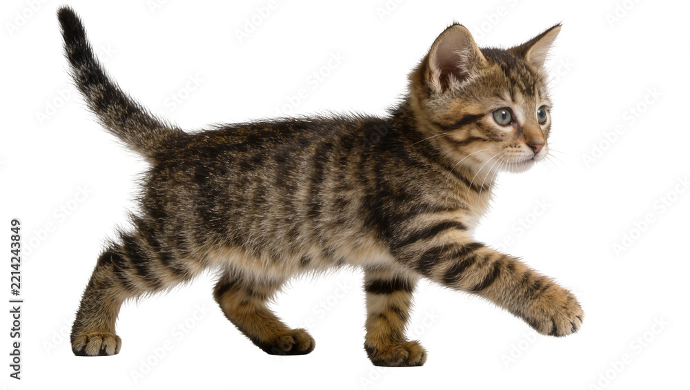 Fototapeta premium Tabby kitten walking with striped fur, isolated on transparent background