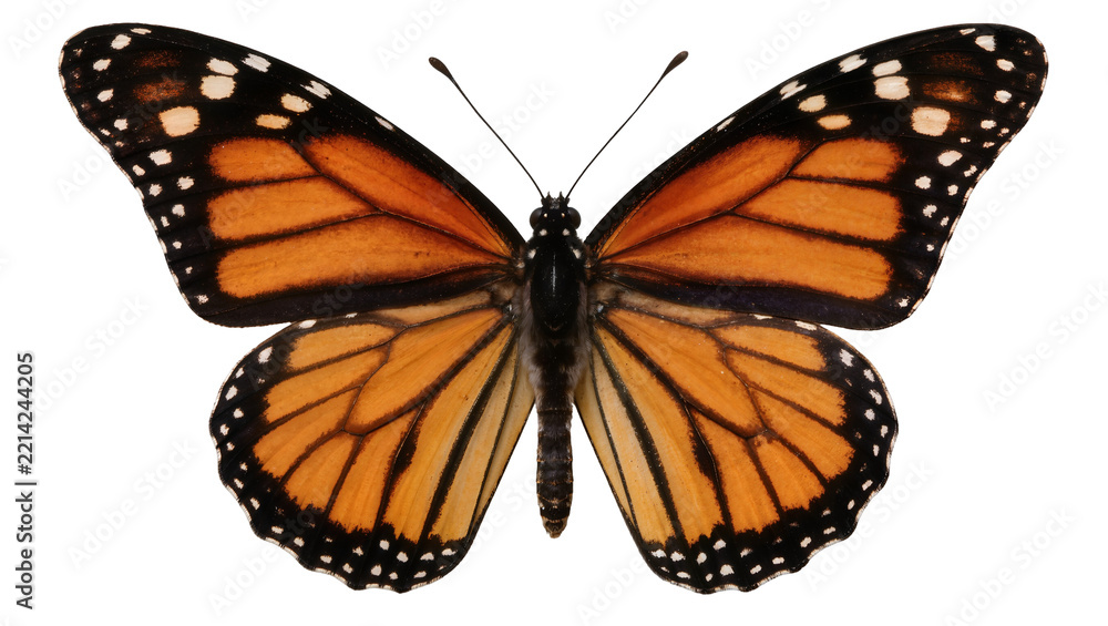 Obraz premium Monarch butterfly with orange wings and black veins, isolated on transparent background