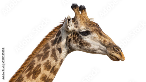 Photography Giraffe head and neck with distinctive brown spots, isolated on transparent back