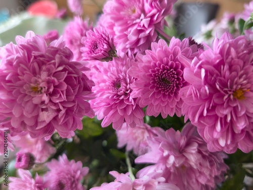 Beautiful close-up background of a lush bouquet of vibrant pink and purple chrysanthemum flowers.