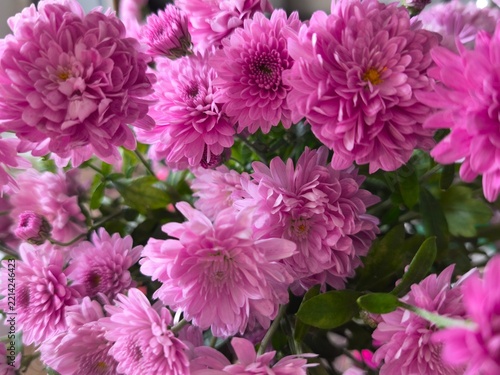 Beautiful close-up background of a lush bouquet of vibrant pink and purple chrysanthemum flowers.