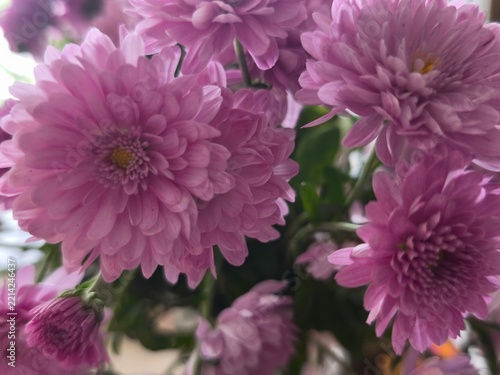 Beautiful close-up background of a lush bouquet of vibrant pink and purple chrysanthemum flowers.