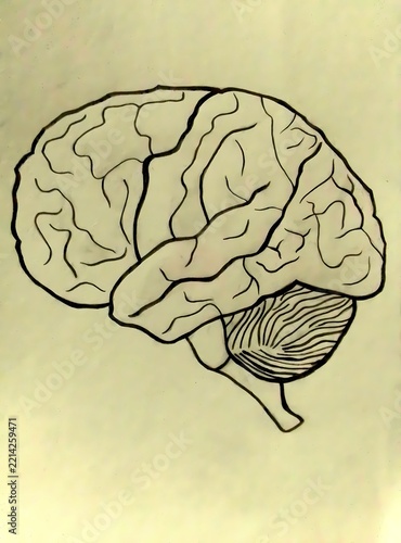 Fotografie The Handcrafted Mind: Anatomical Brain Sketch