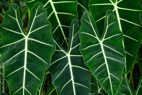 Close-up of green velvet alocasia leaves.