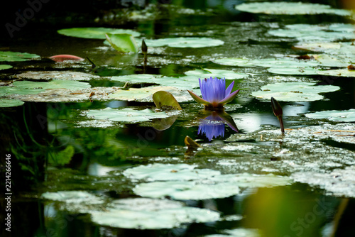 Blue lotus flower on a pond.