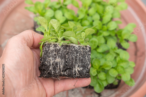 Frischer Nüsslersalat im Garten