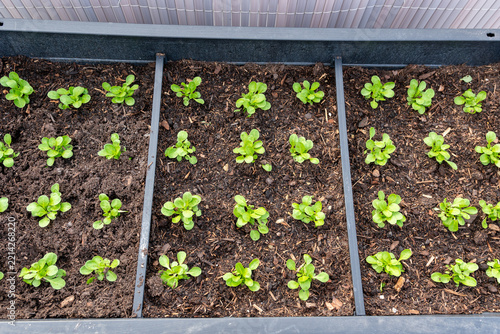 Frischer Nüsslersalat im Garten
