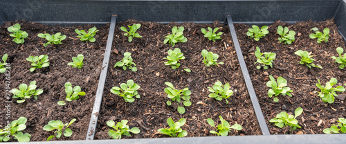 Frischer Nüsslersalat im Garten