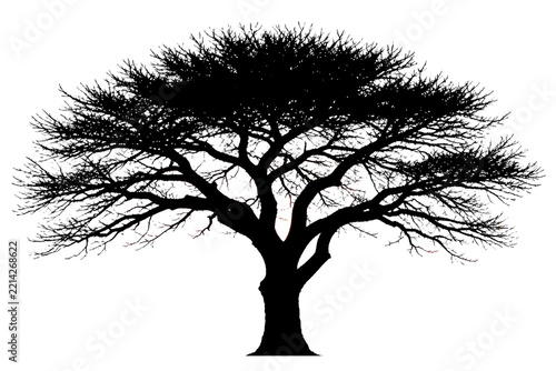 Monterey Cypress Tree Silhouette Isolated