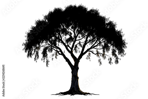 Paperbark Tea Tree Silhouette Isolated on White Background