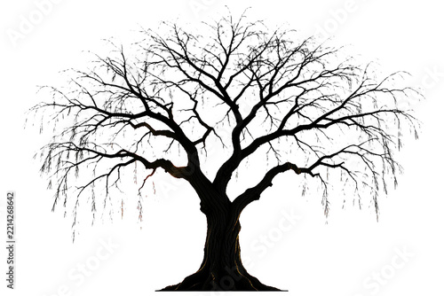 Paperbark tea tree silhouette isolated on white