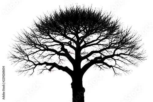 Italian Stone Pine Tree Silhouette on White