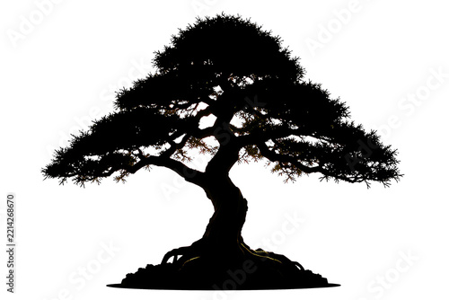 Juniper Bonsai Tree Silhouette Isolated on White