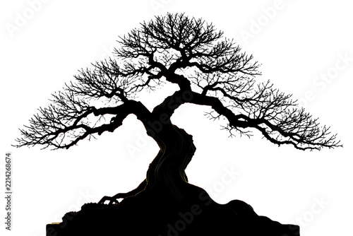 Juniper Bonsai Tree Silhouette Isolated on White