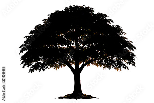 Japanese Maple Tree Silhouette Isolated on White