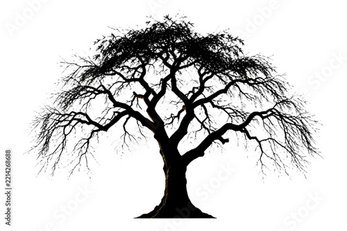 Japanese Maple Tree Silhouette Isolated on White