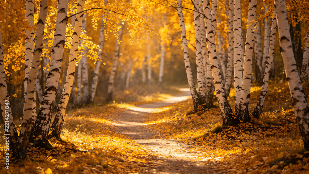 Fototapeta premium Autumn Birch Forest Path, Seasonal Lifestyle and Travel.