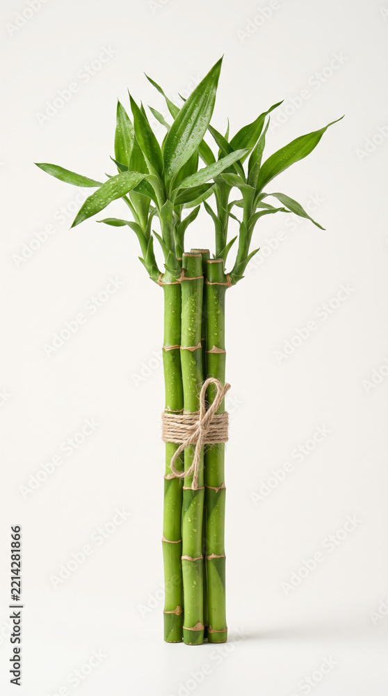 Fototapeta premium Bundle of green lucky bamboo stalks tied with ribbon on white background