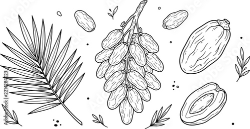 Hand drawn branch of date fruit with palm leaf and single dried dates sketch vector illustration set on white