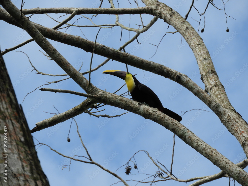 Fototapeta premium Toucan in Costa Rica