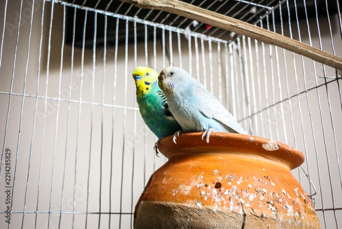 Obraz na plátně Beautiful Pair of Budgerigars in a Cage, Green and Sky Blue Pet Birds Sitting To