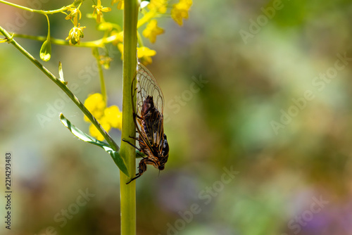 Obraz na plátně Psaltoda claripennis, commonly known as the Clanger or Clear-wing Cicada, is an Australian cicada species in the family Cicadidae