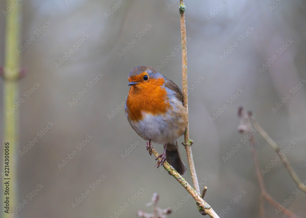 Obraz premium European robin perched on a thin branch in a natural forest setting