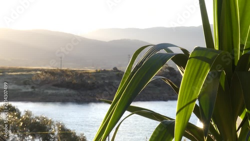 Outdoor fern close up focus lake mountains background sunset australia alpine