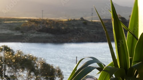 Outdoor fern close up focus lake mountains background sunset australia alpine