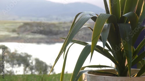 Outdoor fern close up focus lake mountains background sunset australia alpine