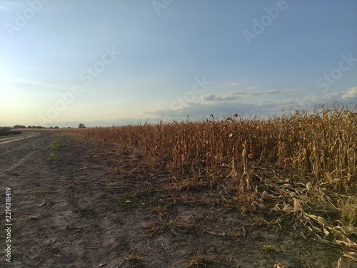 Dry corn stalks ready for harvest in a field under a blue sky with clouds