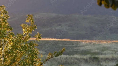 Bug moths insects flying golden sunset light alpine mountains australia rural