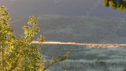 Bug moths insects flying golden sunset light alpine mountains australia rural