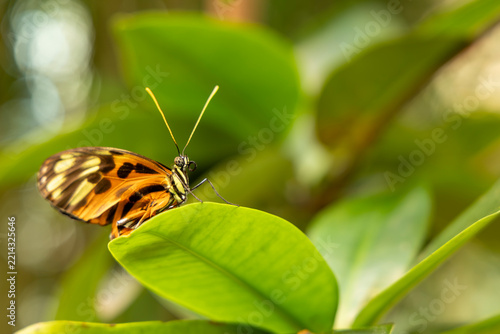 Numata Longwing Butterfly