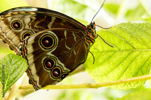 Peleides blue morpho butterfly