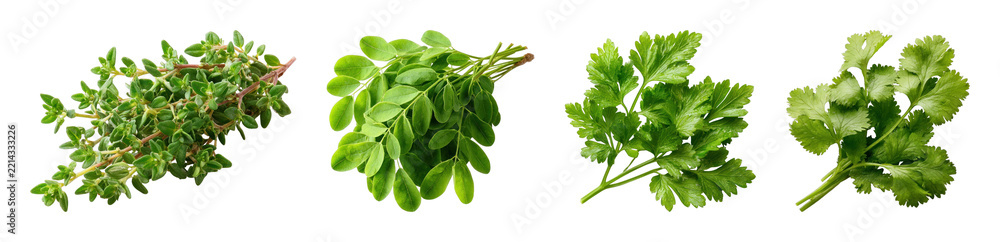 Fototapeta premium PNG Fresh aromatic herbs: thyme, moringa, parsley, cilantro, transparent background