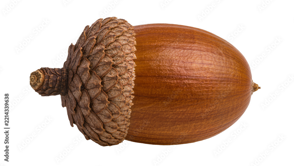 Naklejka premium Brown textured acorn with cap, isolated on transparent background
