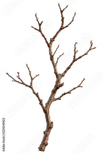 Bare branching tree trunk isolated on white background for design use