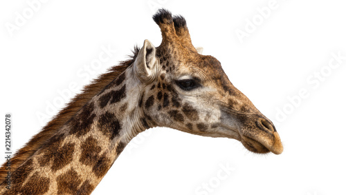 Photography Giraffe head and neck with brown spots, isolated on transparent background