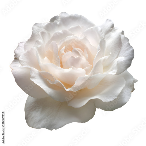 Elegant white rose flower in full bloom, delicate cream rose petals with soft texture, romantic floral blossom for wedding isolated on Transparent Background